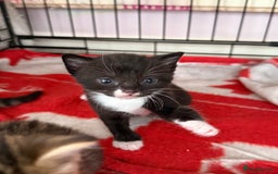 Mixed Breed cats for sale: Kittens - Image 3