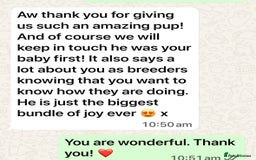 Golden Retriever dogs for sale: KC, Extensively Health tested Parents. Snow white - Image 29