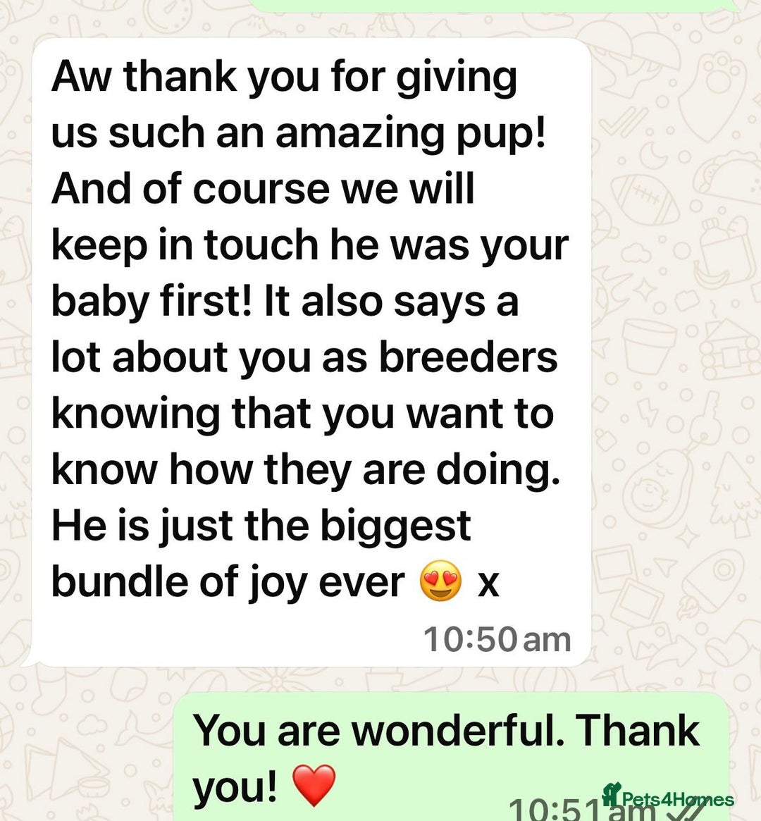 Golden Retriever dogs for sale: KC, Extensively Health tested Parents. Snow white - Image 29