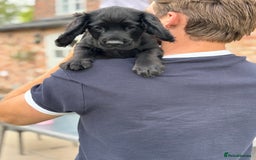 Cocker Spaniel dogs for sale: Ready Now 🐾 Champion bred working cocker boys  - Image 9