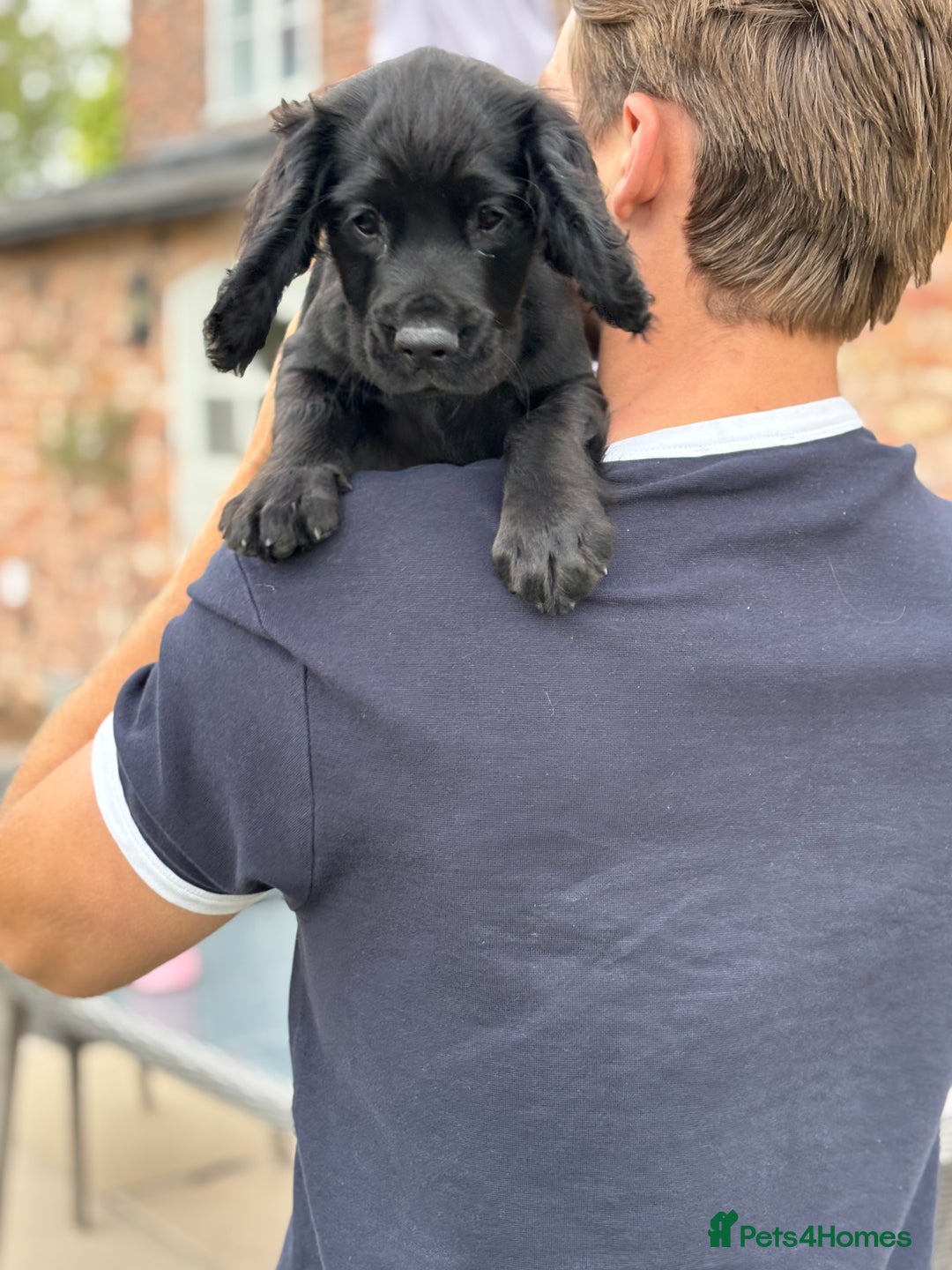 Cocker Spaniel dogs for sale: Ready Now 🐾 Champion bred working cocker boys  - Image 9