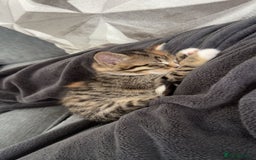 Mixed Breed cats for sale: Tabby kitten  - Image 5