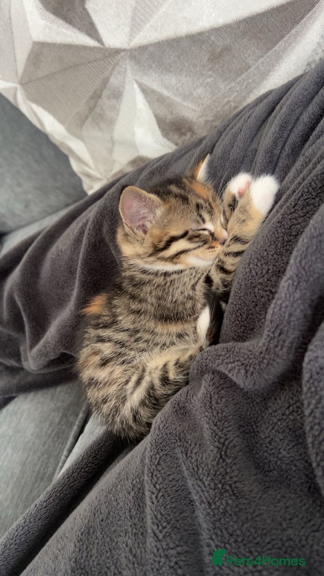 Mixed Breed cats for sale: Tabby kitten  - Image 5