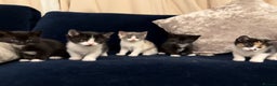 Ragdoll cats for sale: Grey calico ragdoll cross kitten - Advert 6