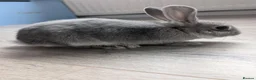 Mixed Breed rabbits for sale: Beautiful baby bunnies for sale. Chinchilla cross - Advert 15
