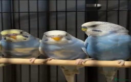 Budgerigars birds for sale: Three budgies to rehome! - Image 2