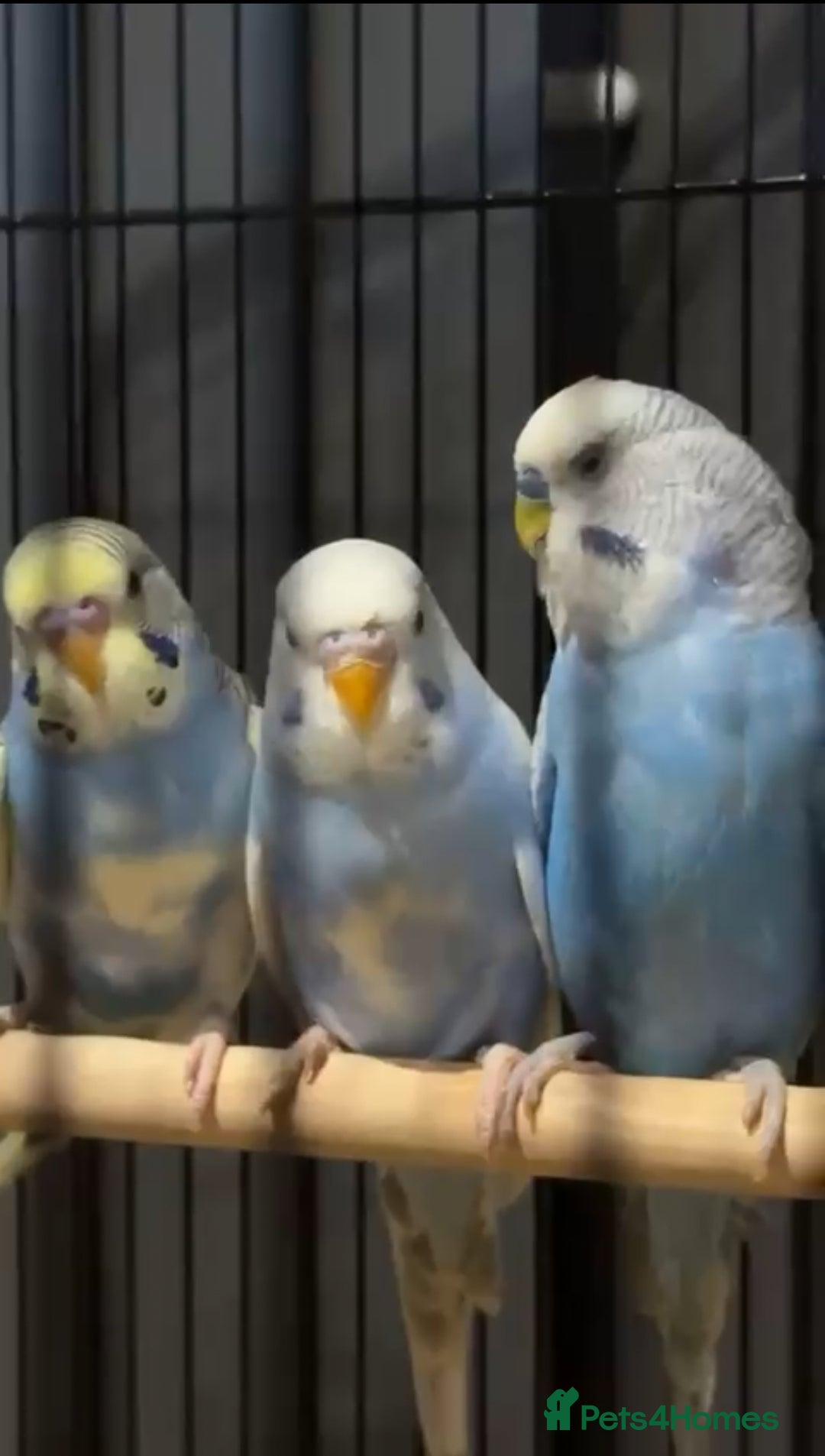 Budgerigars birds for sale: Three budgies to rehome! - Image 2