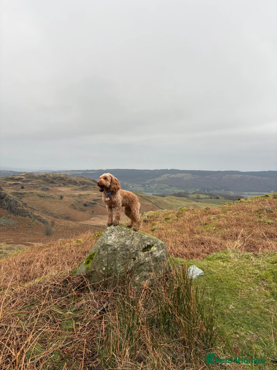 Cockapoo dogs for sale: Cockapoo F2 puppies  - Advert 1