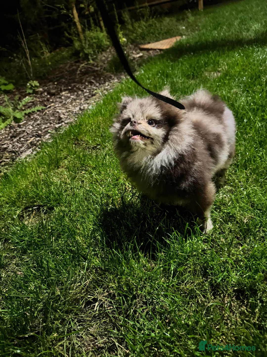 Pomeranian dogs for sale: Exotic Merle Pomeranian Puppy  Rare Colour, - Advert 4