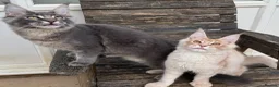 Maine Coon cats for sale: Reduced! XL quality TICA Maine Coon active possib  - Advert 9