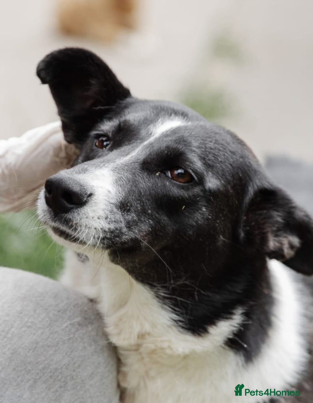 Mixed Breed dogs for adoption: ❤️Zoria❤️- medium-sized 2-year-old sunny girl  - Advert 1