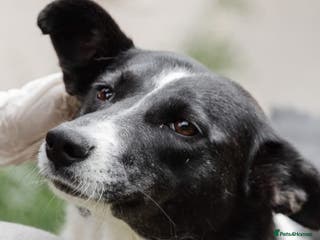 Mixed Breed dogs ❤️Zoria❤️- medium-sized 2-year-old sunny girl - Advert 2