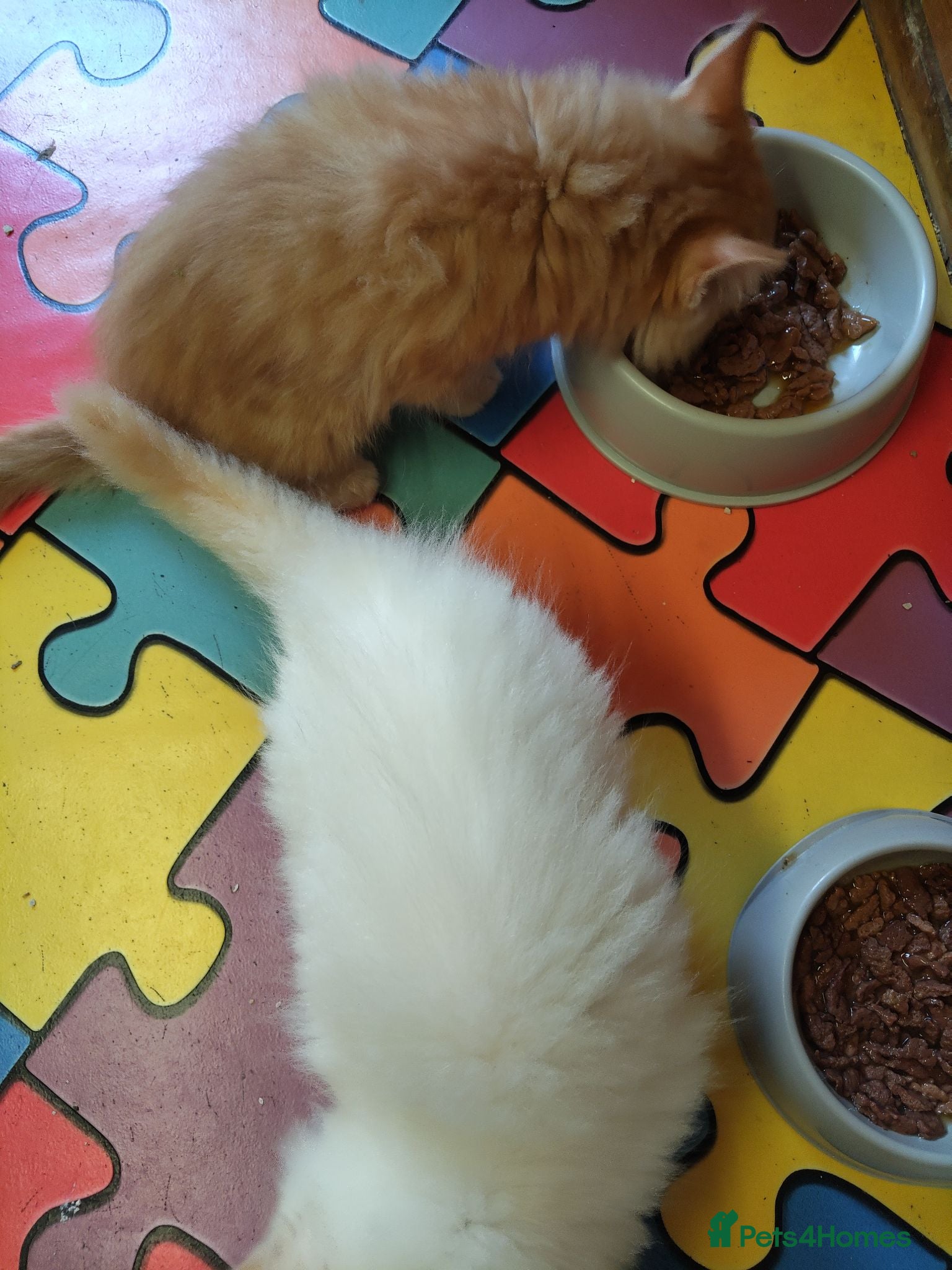 Maine Coon cats Maincoon kittens  - Advert 2