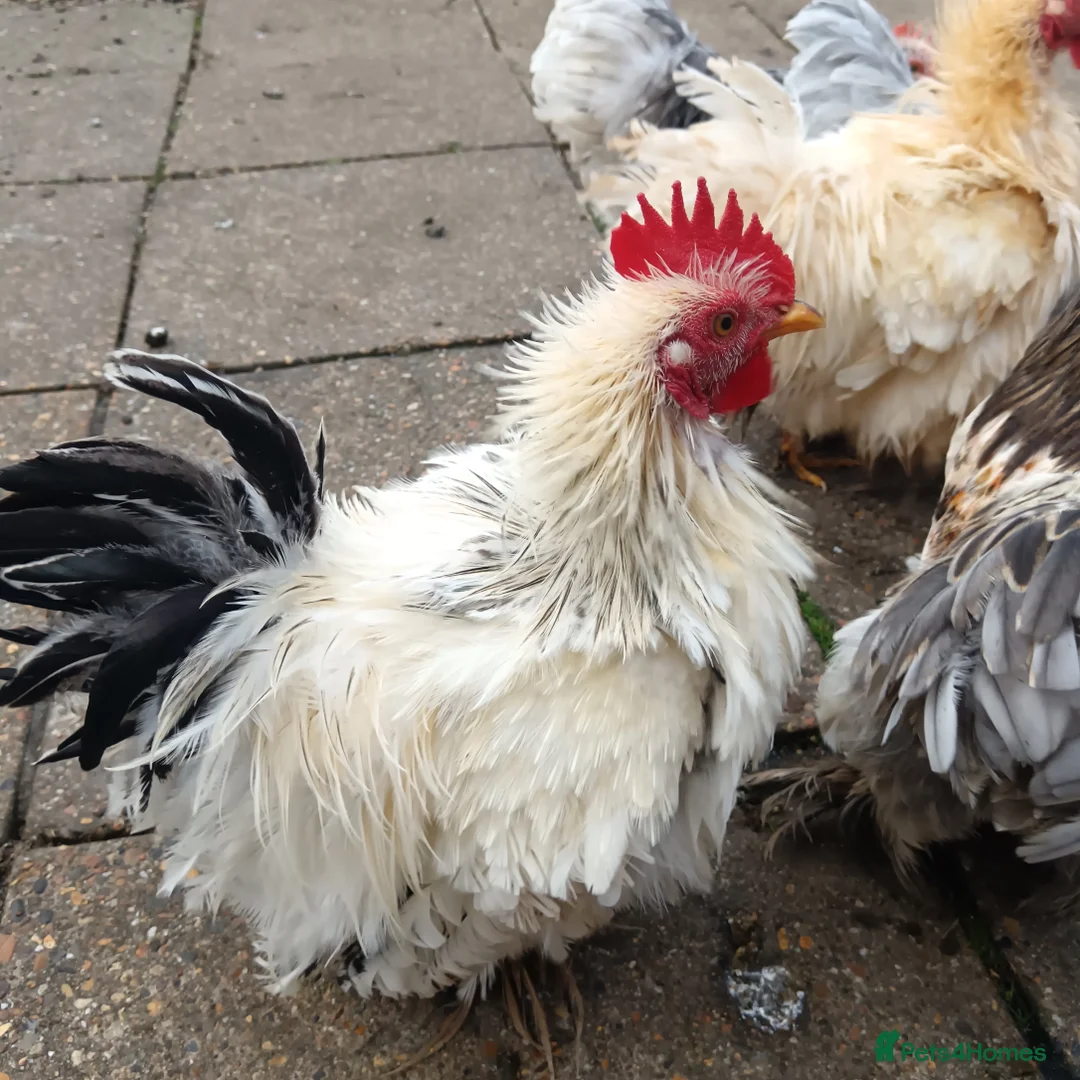 Hens poultry for sale: Chickens for sale - Advert 2