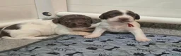 English Springer Spaniel dogs for sale: Working English Springer Spaniel pups boys in Bridgwater - Advert 3