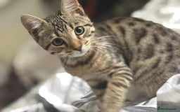 Bengal cats for sale: Two Beautiful Bengal Boys Looking for Their Homes - Image 2