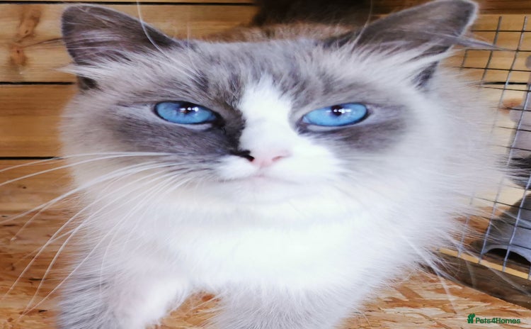 Siberian cats - Advert 1