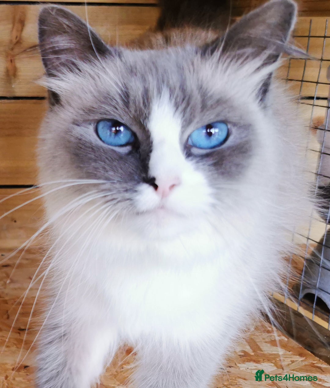Siberian cats for sale: Stunning Neva Masquerade Siberian young adult vat - Image 1