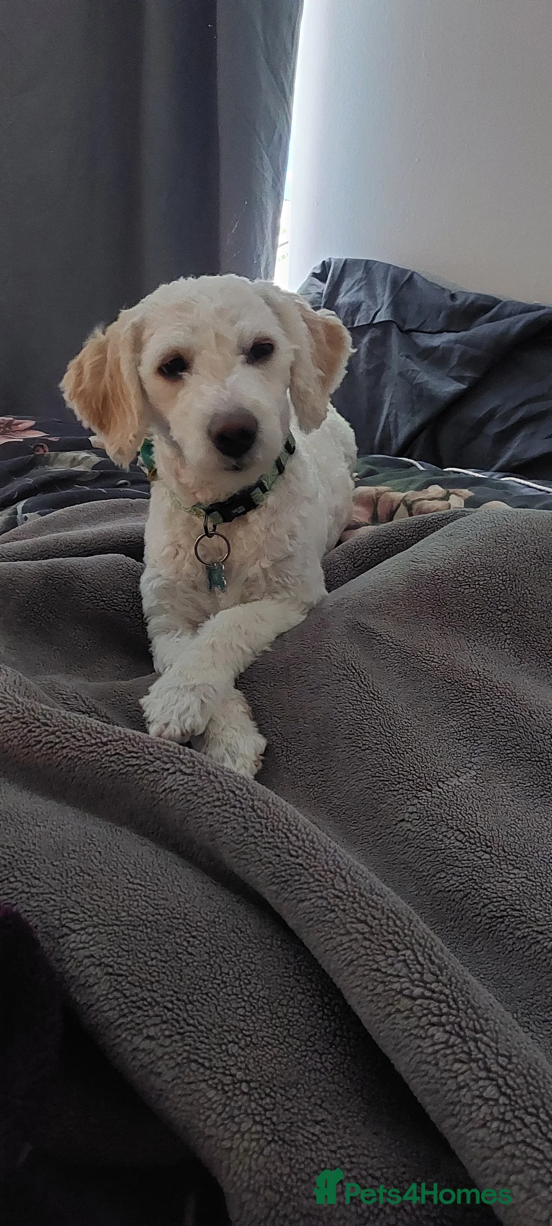 Maltipoo dogs for sale: 3 year old male Maltipoo  - Advert 2