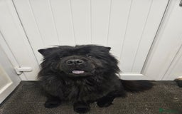 Chow Chow dogs for sale: Chow chow puppies  - Image 15