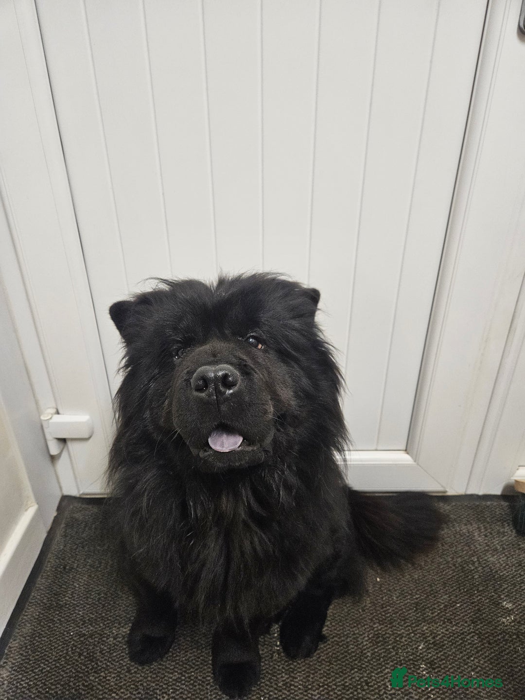 Chow Chow dogs for sale: Chow chow puppies  - Image 15