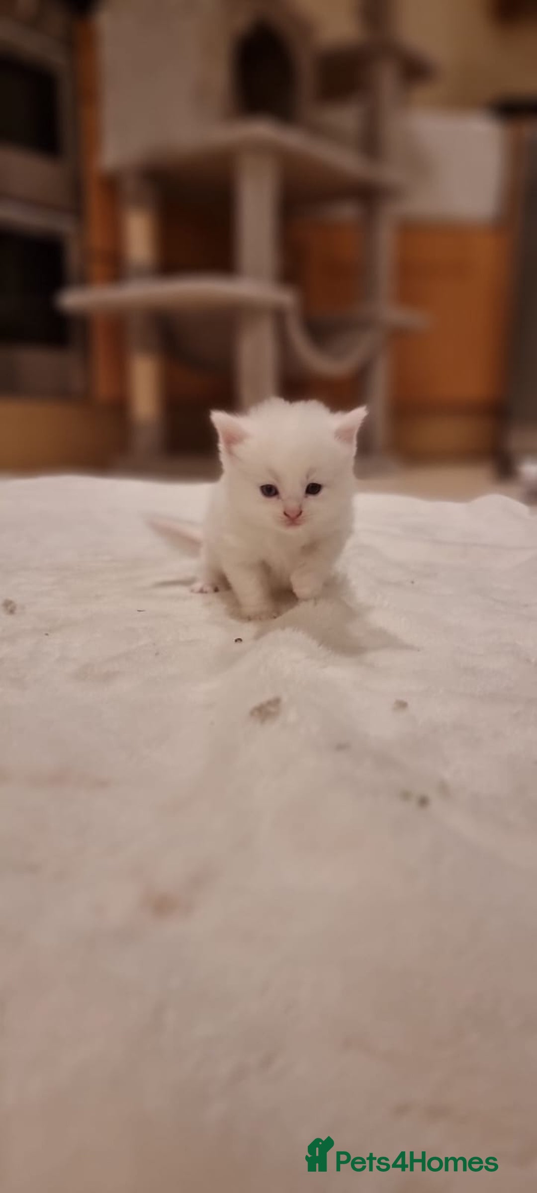 Turkish Angora cats for sale: Luxury Turkish Agora kittens for sale - Advert 12