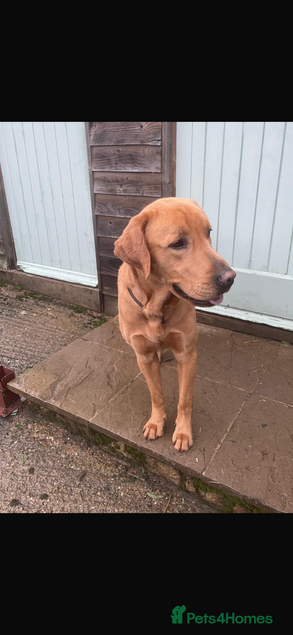 Labrador Retriever dogs Lovely family dog seeking an active home  - Advert 1