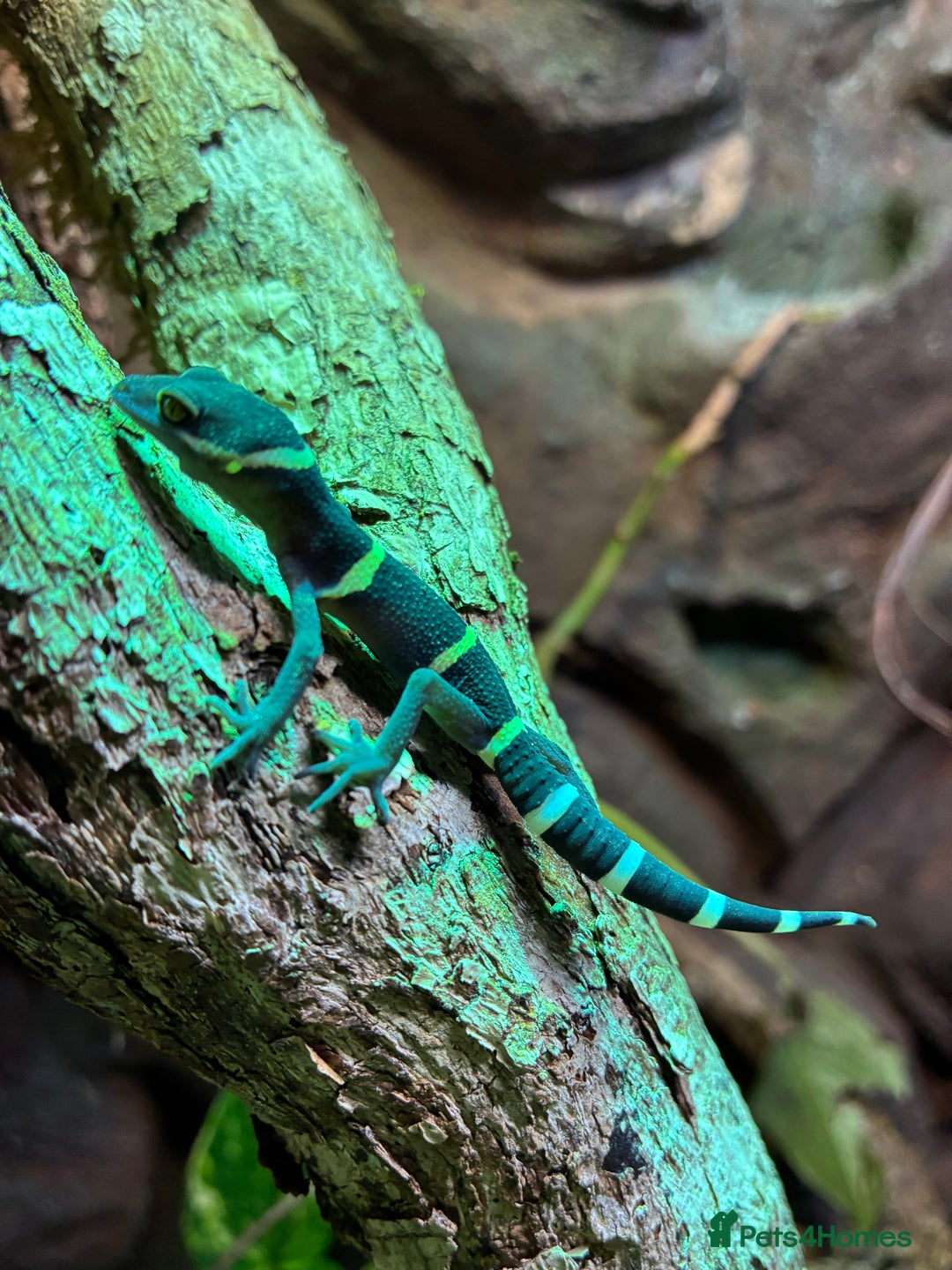 Gecko reptiles for sale: Newly Hatched Chinese Cave Gecko  - Image 2