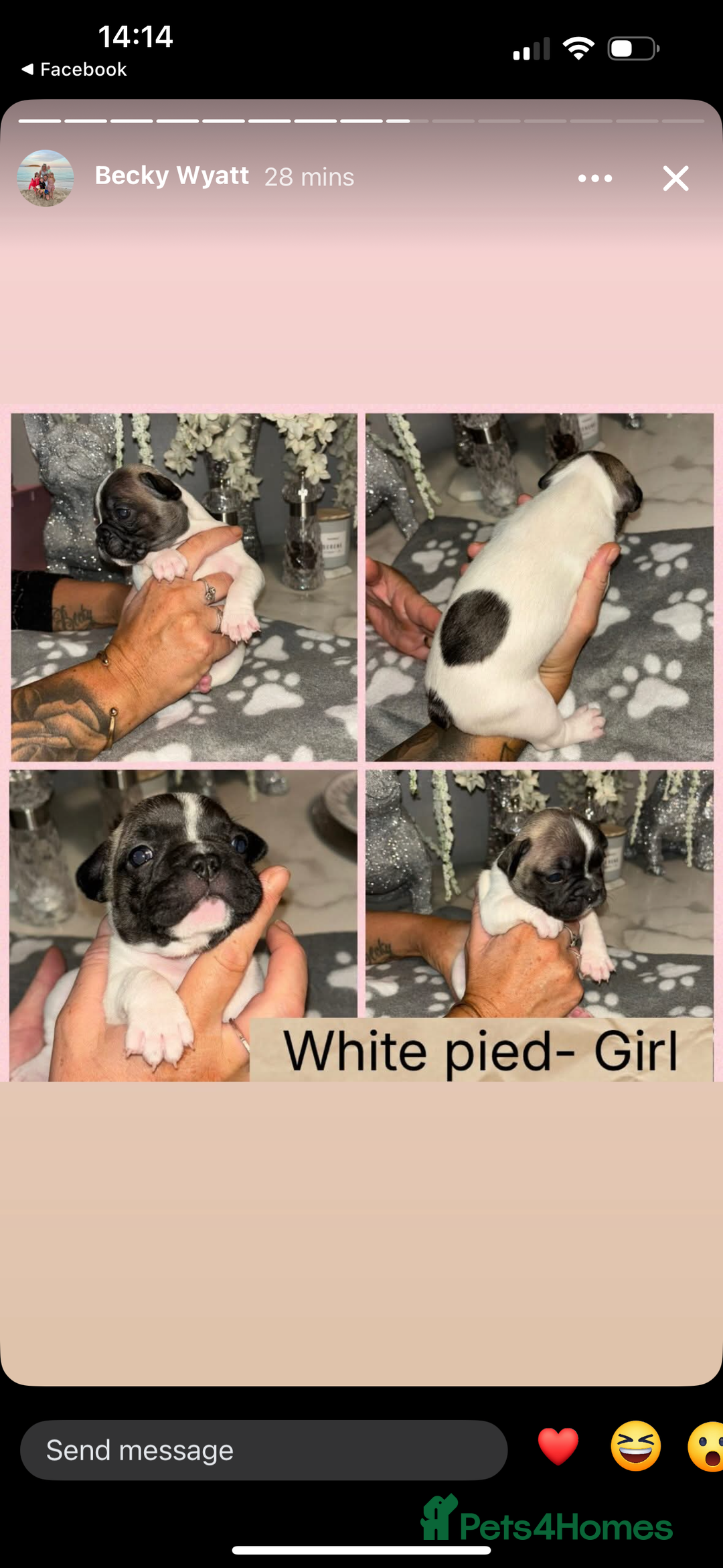 French Bulldog dogs for sale: KC French bulldog  - Image 5