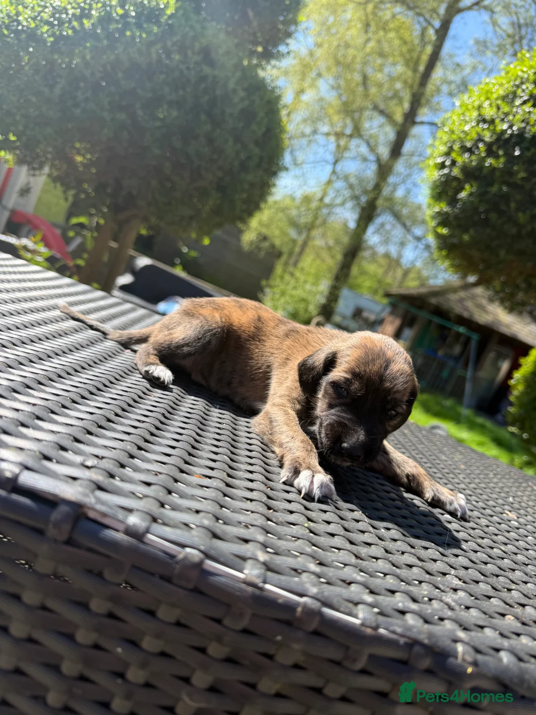 Mixed Breed dogs for sale: Wippet X puppies  in Ashford - Advert 2