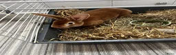 Rex rabbits for sale: Rex rabbit brother and sister available - Advert 2