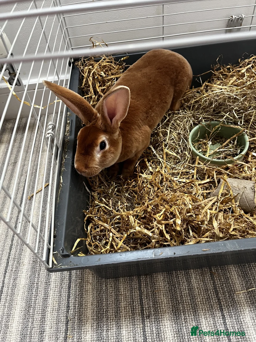 Rex rabbits for sale: Rex rabbit brother and sister available - Advert 2
