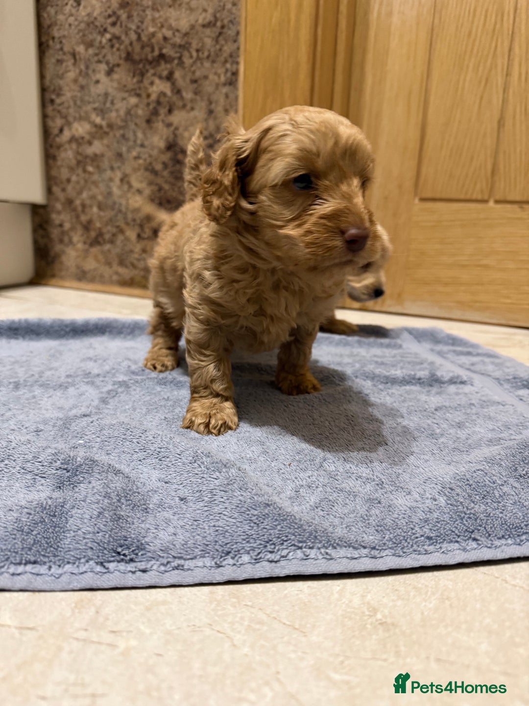 Cockapoo dogs for sale: DNA Health Tested Cockapoos  - Advert 10