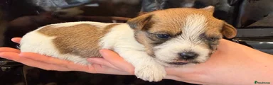 Jack Russell Puppy 2