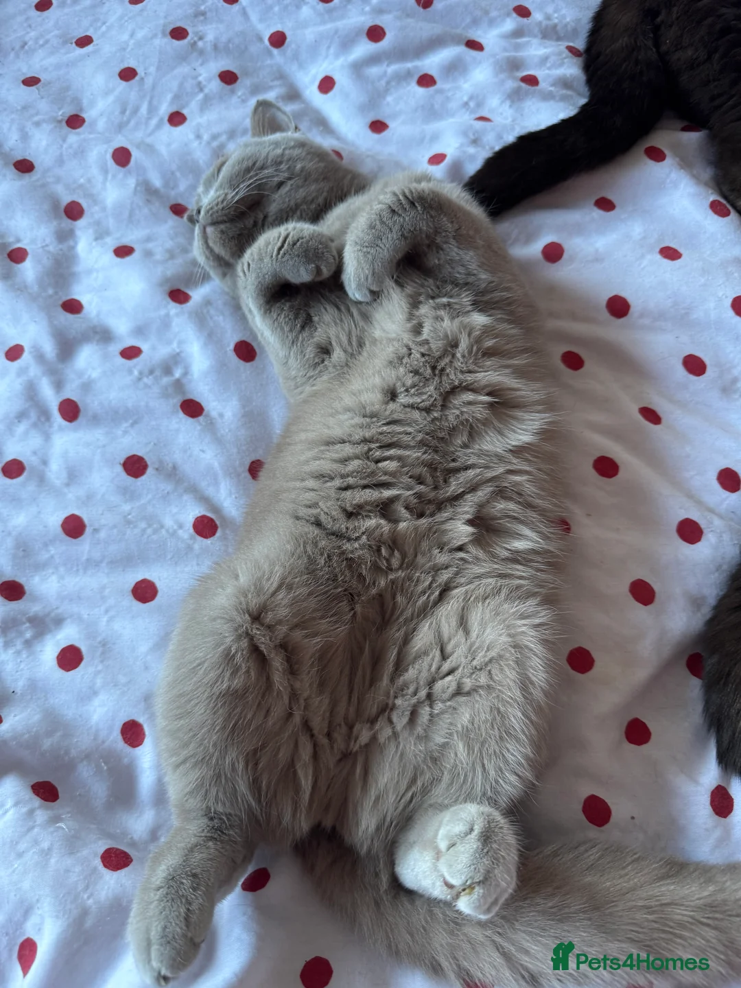 British Shorthair cats for sale: ❤️ Gentle Adult BSH Cats Searching for a Home ❤️ - Advert 12