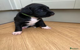Mixed Breed dogs for sale: Beautiful pointer lab puppies!  - Image 19