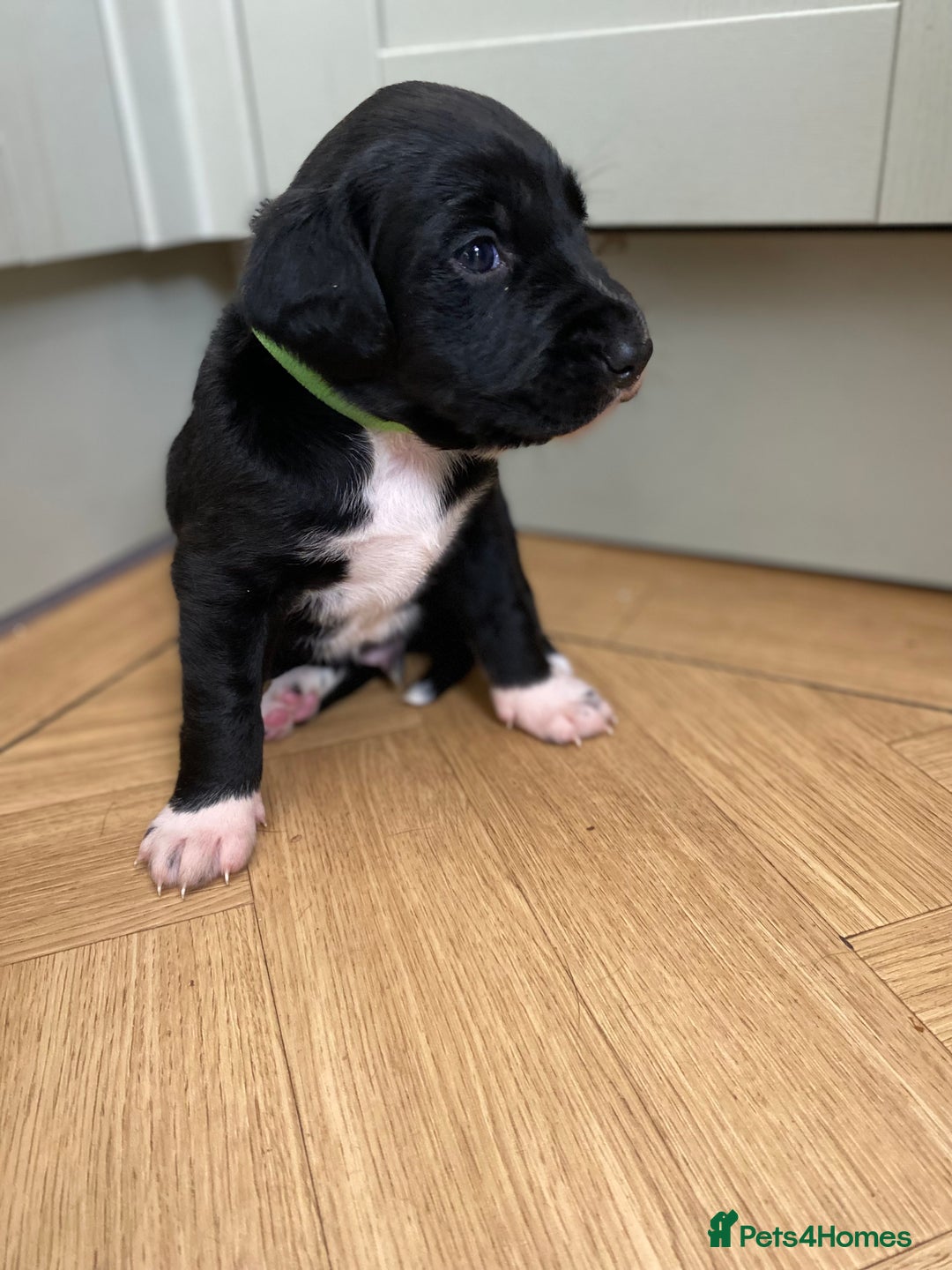 Mixed Breed dogs for sale: Beautiful pointer lab puppies!  - Image 19