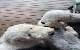 Old English Sheepdog dogs for sale: Old English puppies - Image 12