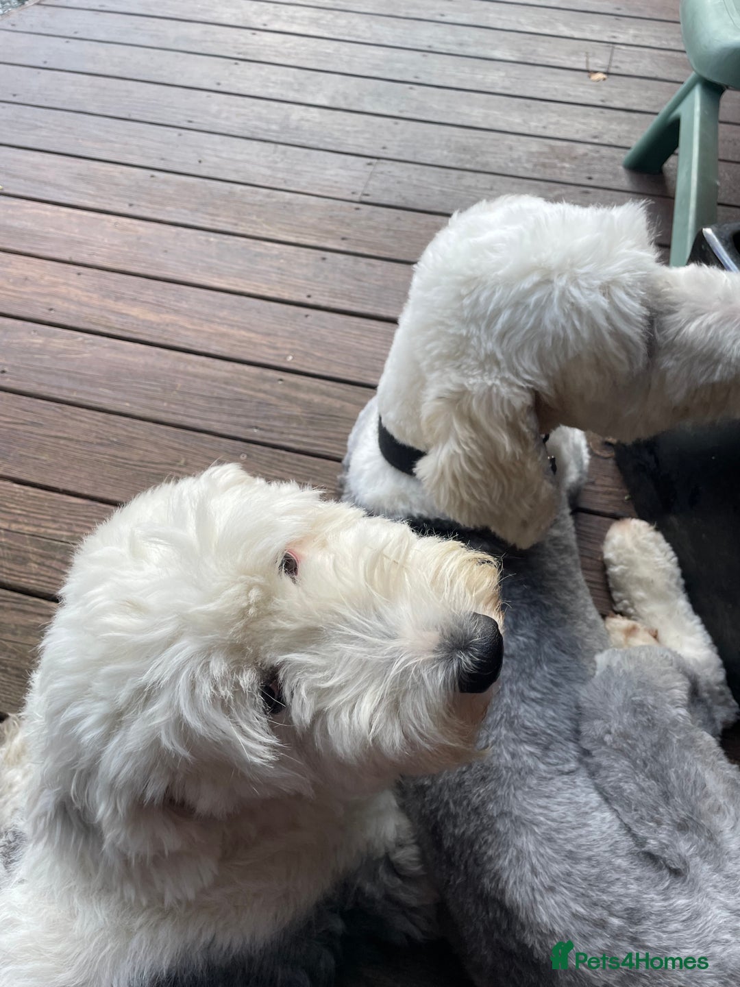 Old English Sheepdog dogs for sale: Old English puppies - Image 12