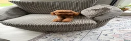 Toy Poodle dogs for sale: Toy poodle  in Basildon - Advert 3