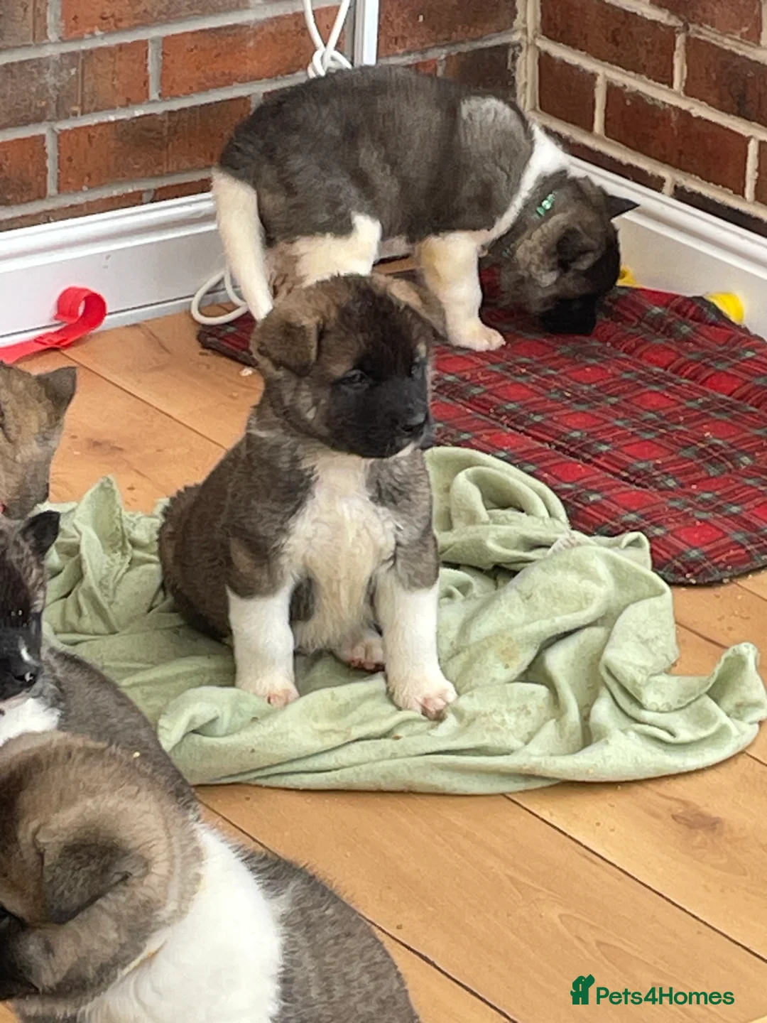 Akita dogs for sale: READY TO GO AMERICAN AKITA PUPPIES FOR SALE - Advert 4