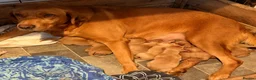 Labrador Retriever dogs for sale: Beautiful litter of fox red Labradors  in Nottingham - Advert 1