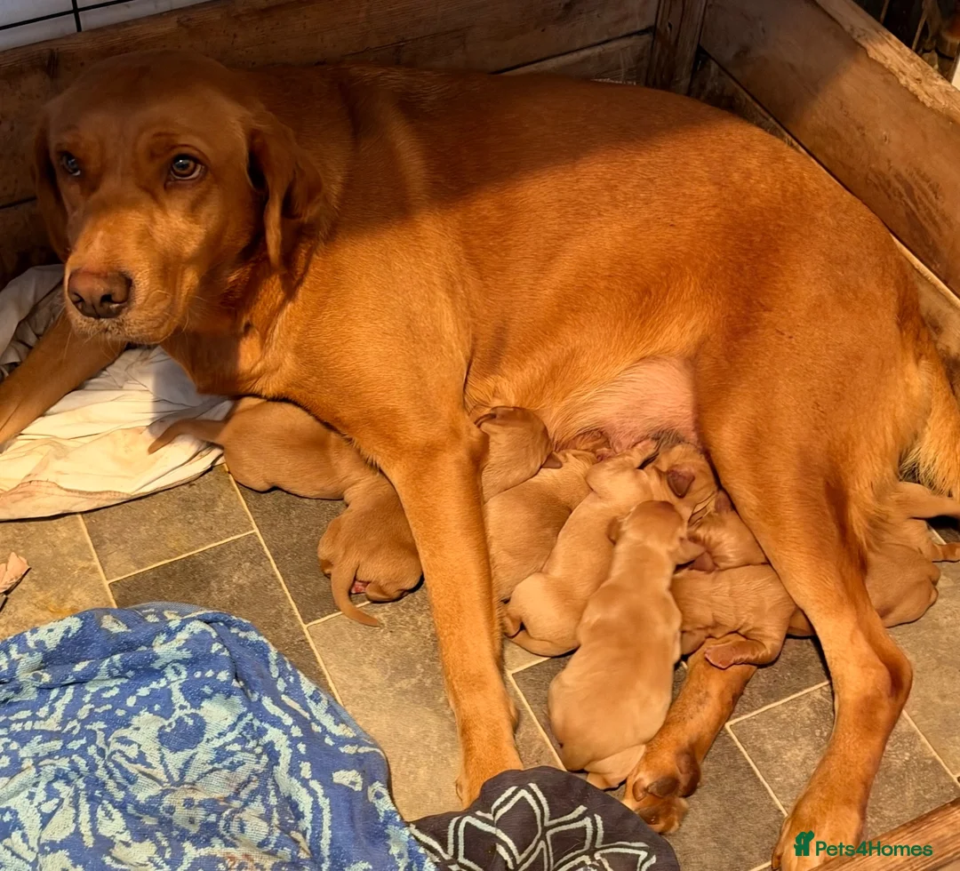 Labrador Retriever dogs for sale: Beautiful litter of fox red Labradors  in Nottingham - Advert 1
