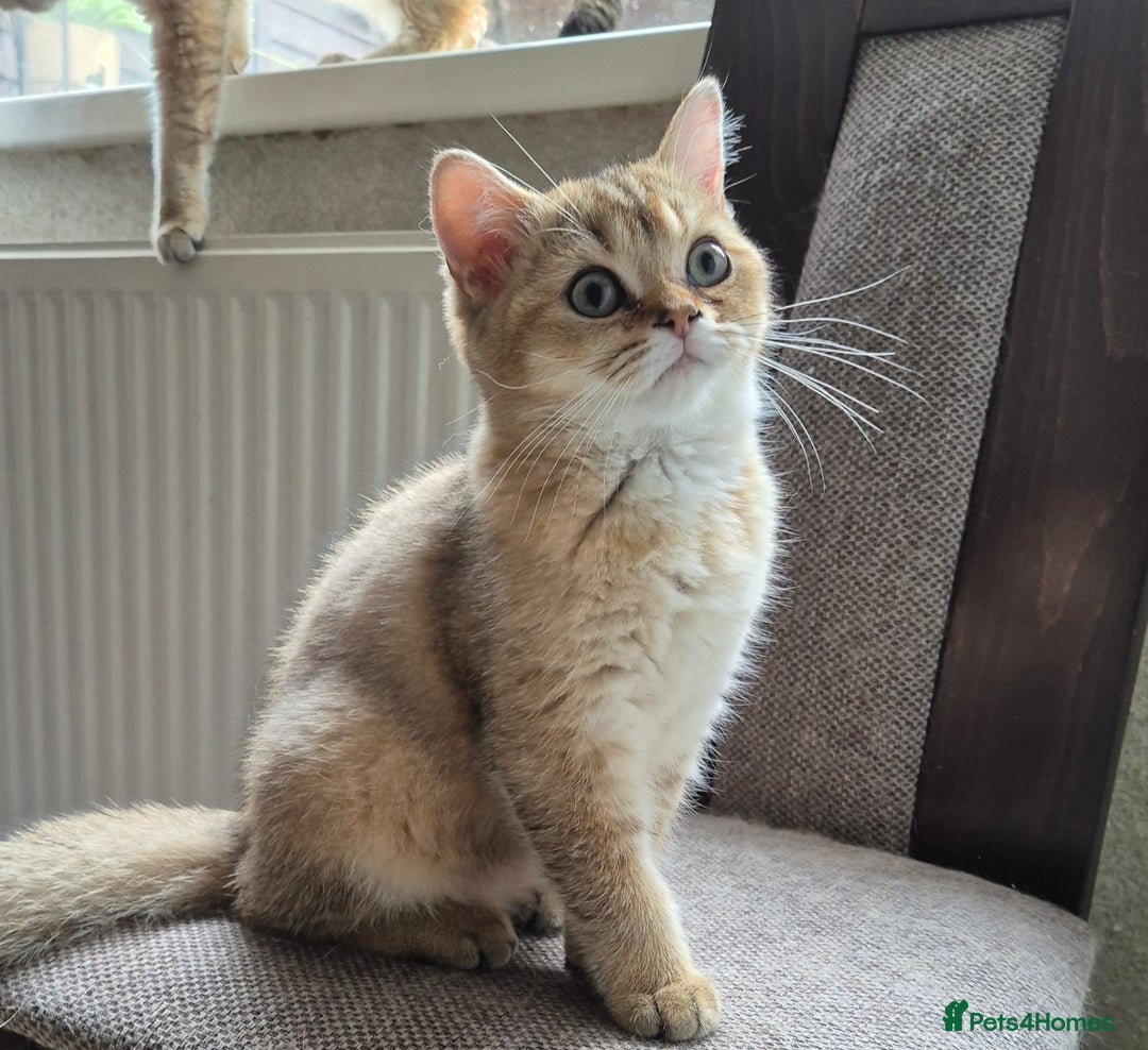 British Shorthair cats for sale: British shorthair  - Image 9