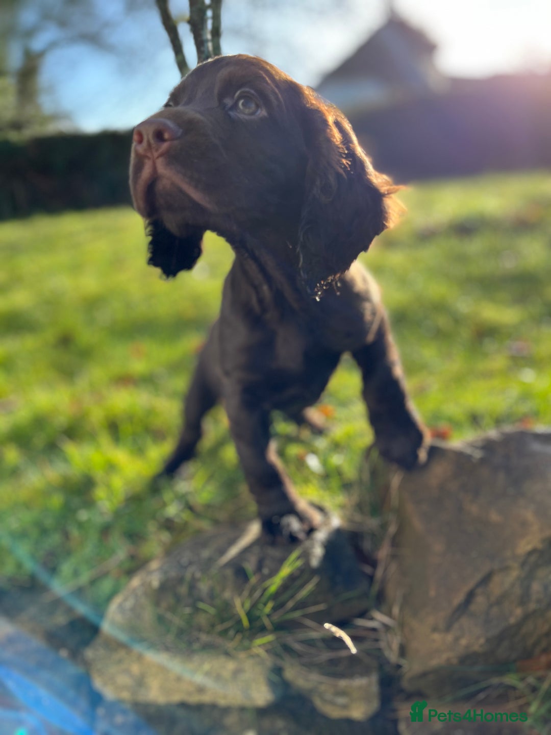 Cocker Spaniel dogs for sale: KC COCKER SPANIEL PUPPIES - Advert 13