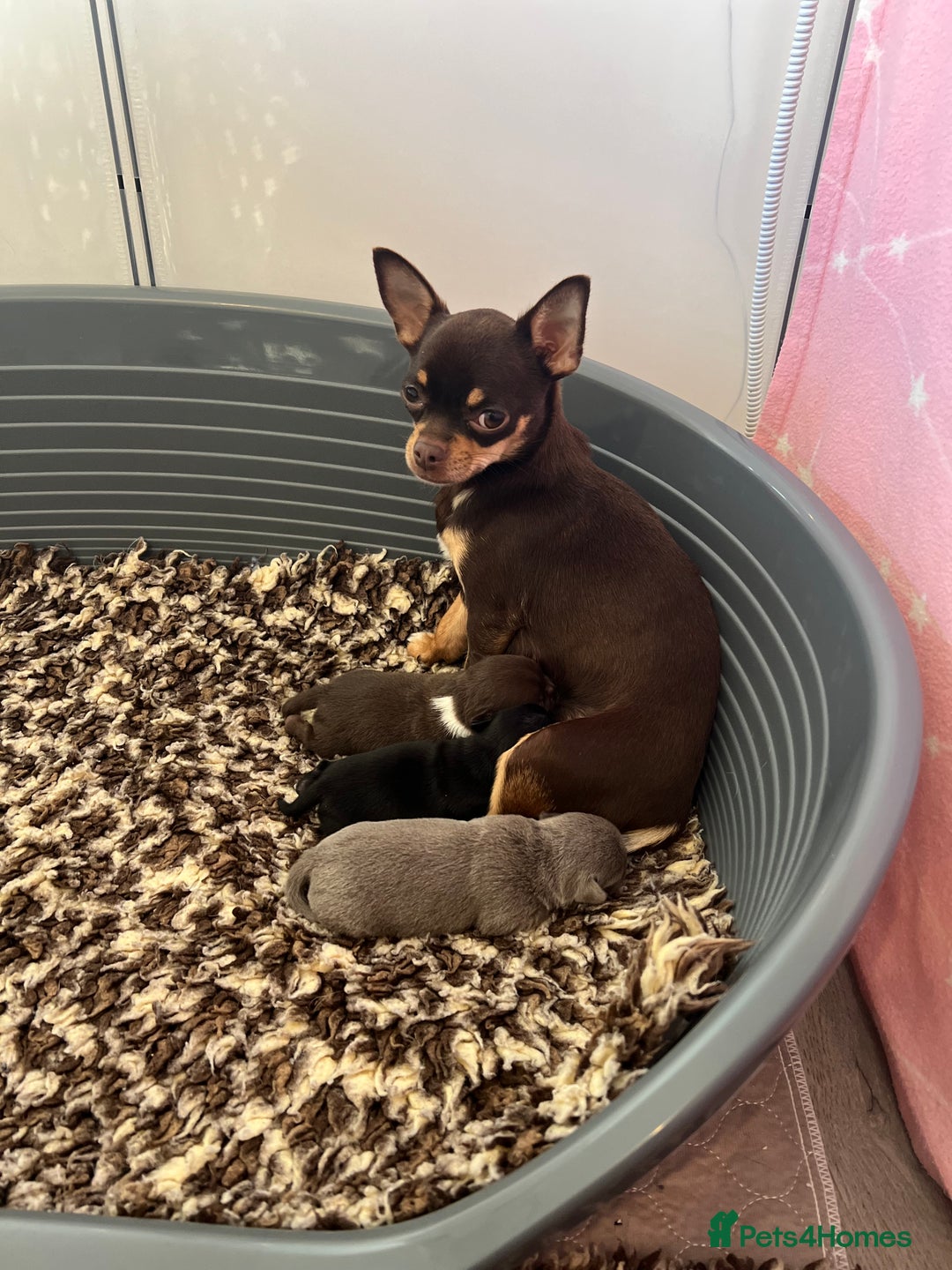 Chihuahua dogs for sale: Kc registered lilac chihuahua girl - Advert 4