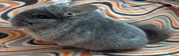 Chinchilla rodents for sale: Variety of chinchillas babys and adults - Advert 9