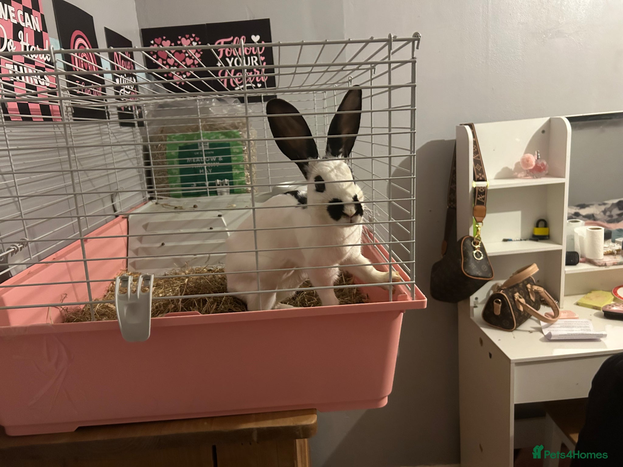 Mixed Breed rabbits Rabbit and cage - Advert 3