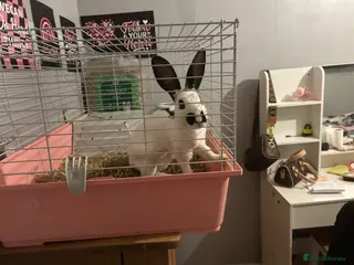 Mixed Breed rabbits Rabbit and cage - Advert 2