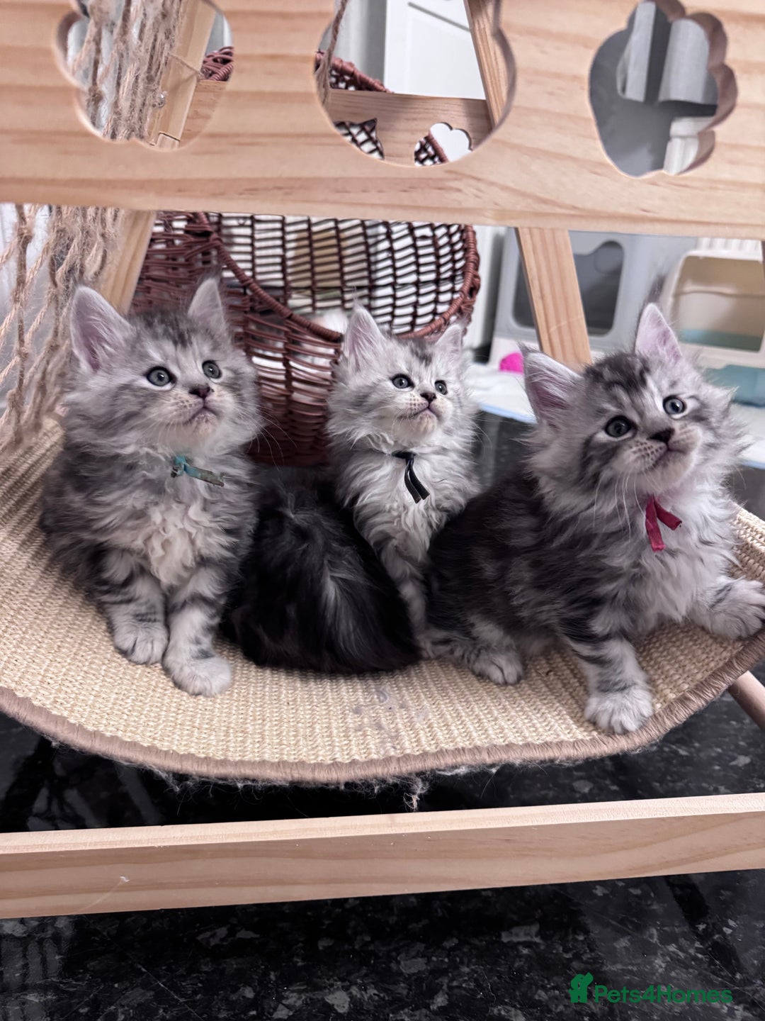 Maine Coon cats for sale: 🌟🌟Beautiful Maine Coon kittens🌟🌟 - Advert 6